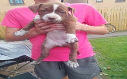 American Bull Staffy dogs for sale: Exceptional  - Image 8
