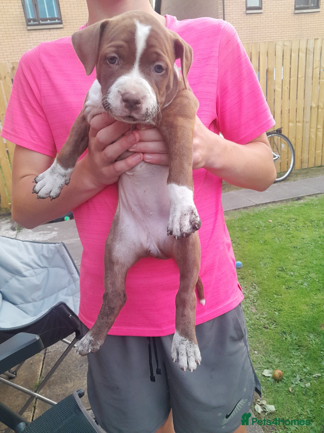 American Bull Staffy dogs for sale: Exceptional  - Image 8