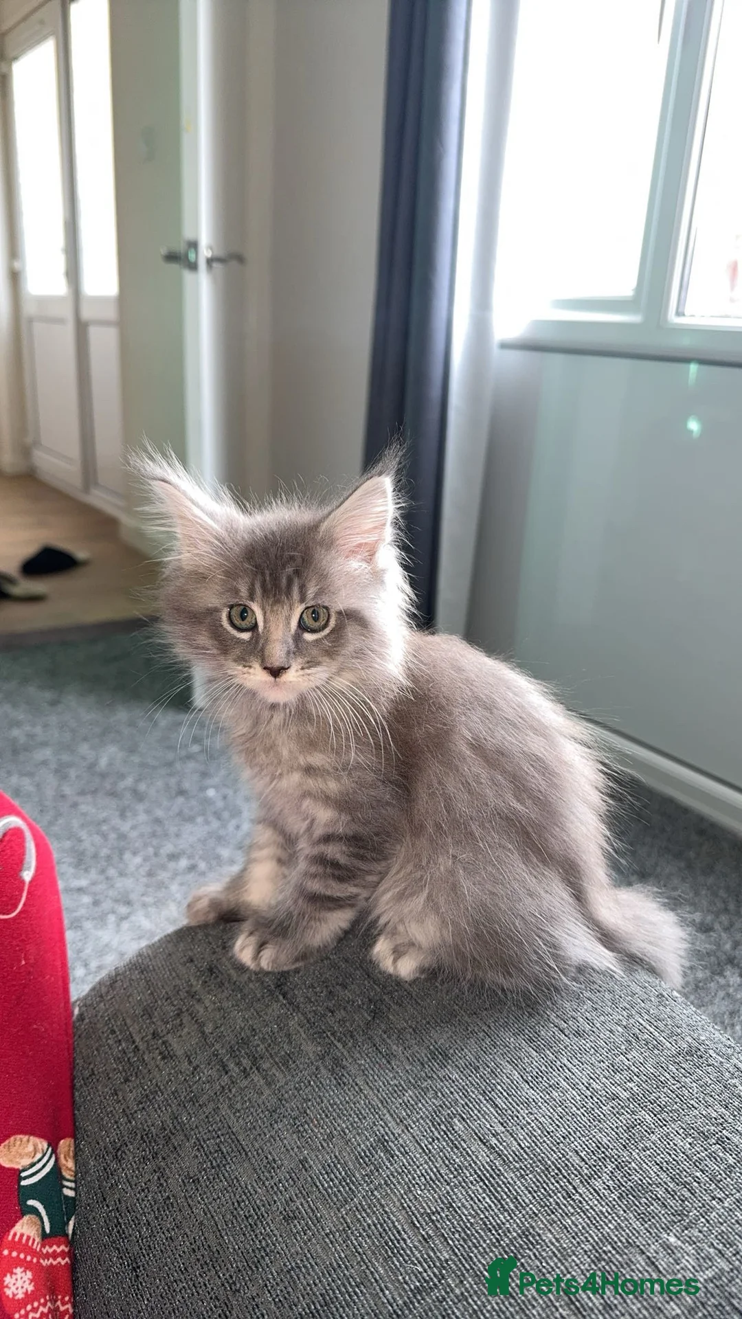 Maine Coon cats for sale: maine coon kittens  - Advert 7