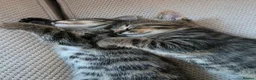 Mixed Breed cats for sale: Bengal X  - Advert 18
