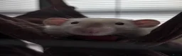 Rat rodents for sale: Two Friendly Male Rats Looking for a Loving Home  in Queenborough - Advert 3