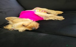 Yorkshire Terrier dogs for sale: 💖 Stunning Yorkshire Terrier Puppies in Derby - Image 10