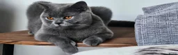 British Shorthair cats for sale: GCCF registered BSH kittens for adoption - Advert 1