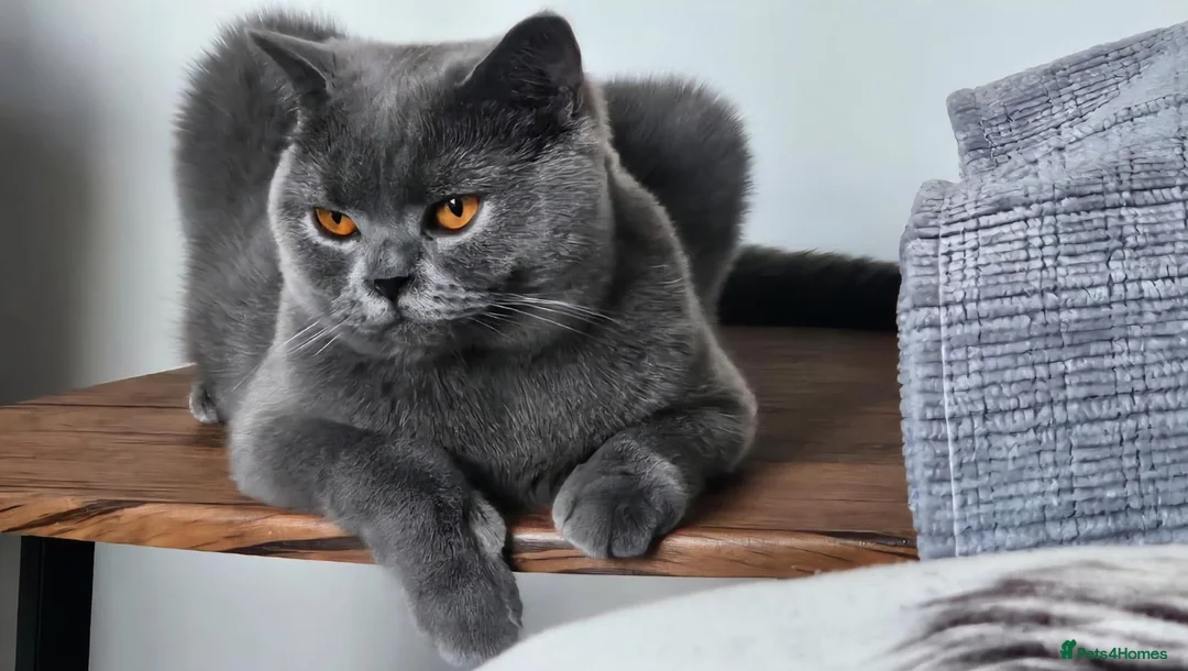 British Shorthair cats for sale: GCCF registered BSH kittens for adoption - Advert 1