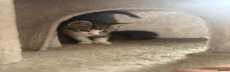 Mixed Breed cats for sale: Kittens for sale  in Milton Keynes - Advert 13