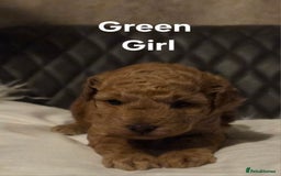 Toy Poodle dogs for sale: TOY POODLE PUPS  - Advert 5