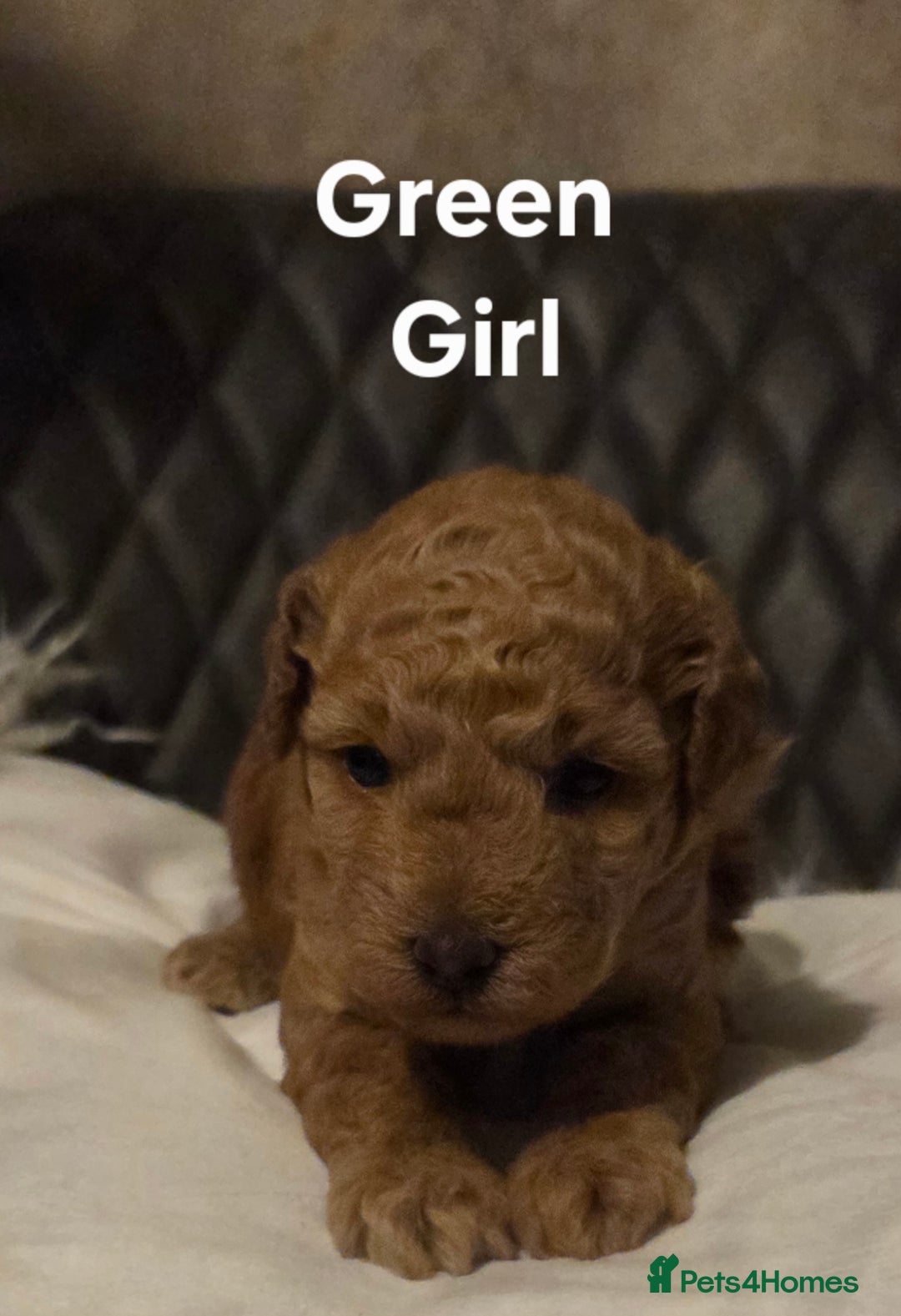 Toy Poodle dogs for sale: TOY POODLE PUPS  - Advert 5