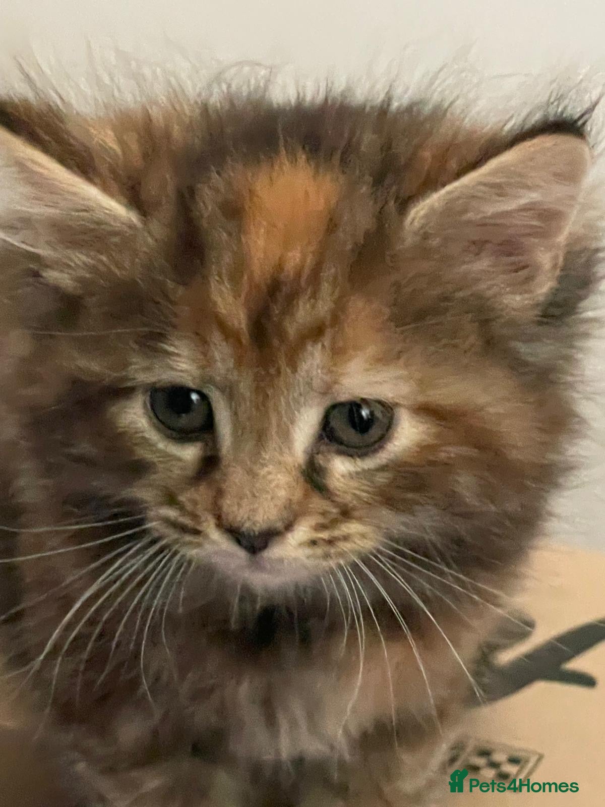 Maine Coon Kitten 2