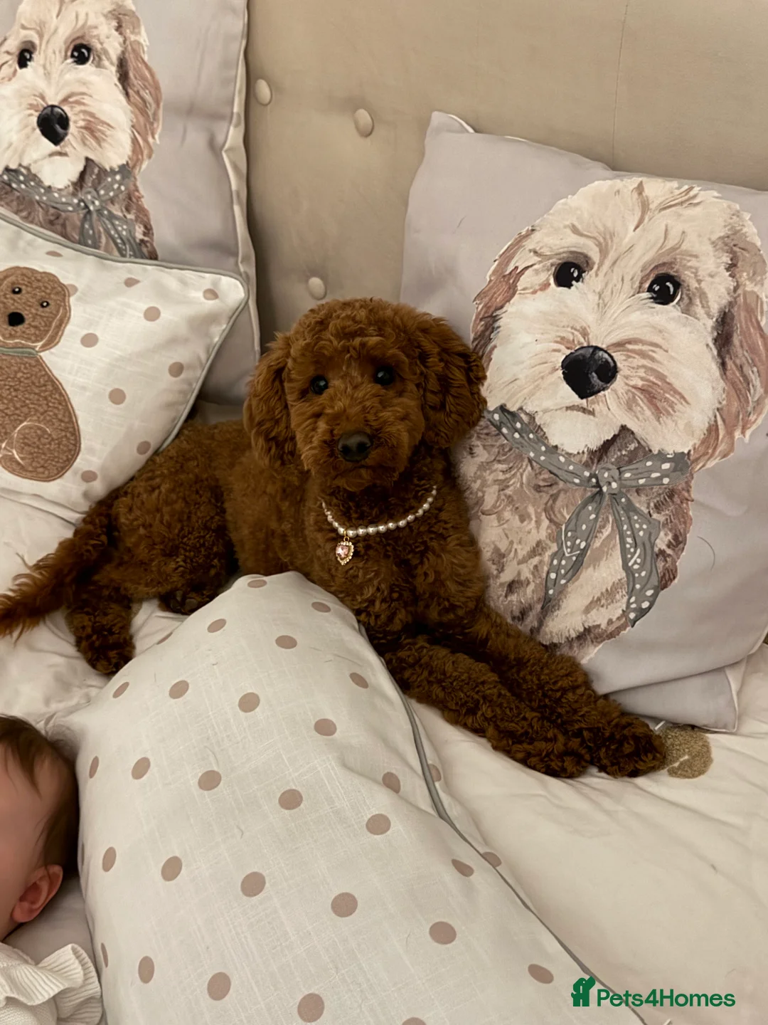 Miniature Poodle dogs for sale: Beautiful Miniature Poodle Female  - Advert 18