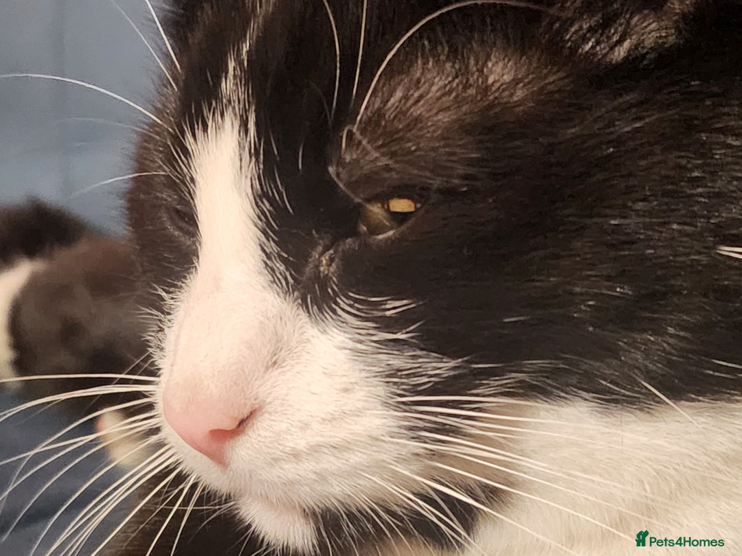 Domestic Shorthair cats for sale: Cute black & white cat for sale - Image 2