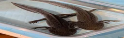 Axolotl reptiles for sale: 3 females hypo axolotl babies - Advert 7