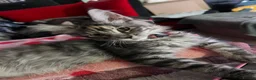 Maine Coon cats for sale: Beautiful 🐈‍⬛  - Advert 11