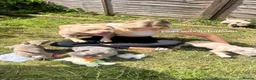 American Bully dogs for stud: 🐾BUGZY THE AMERICAN BULLY STUD🐾 - Advert 23