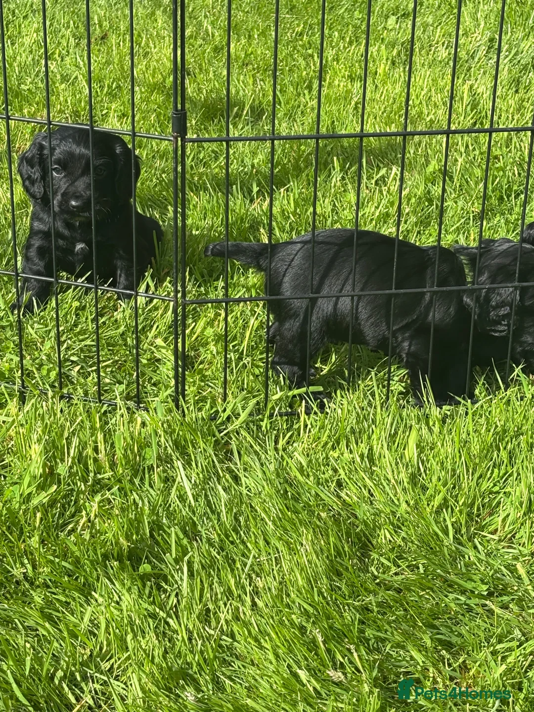 Cocker Spaniel dogs for sale: Working Cocker Spaniel Pups - Advert 2