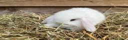 Mini Lop rabbits for sale: Gorgeous pure Mini lops  - Advert 9