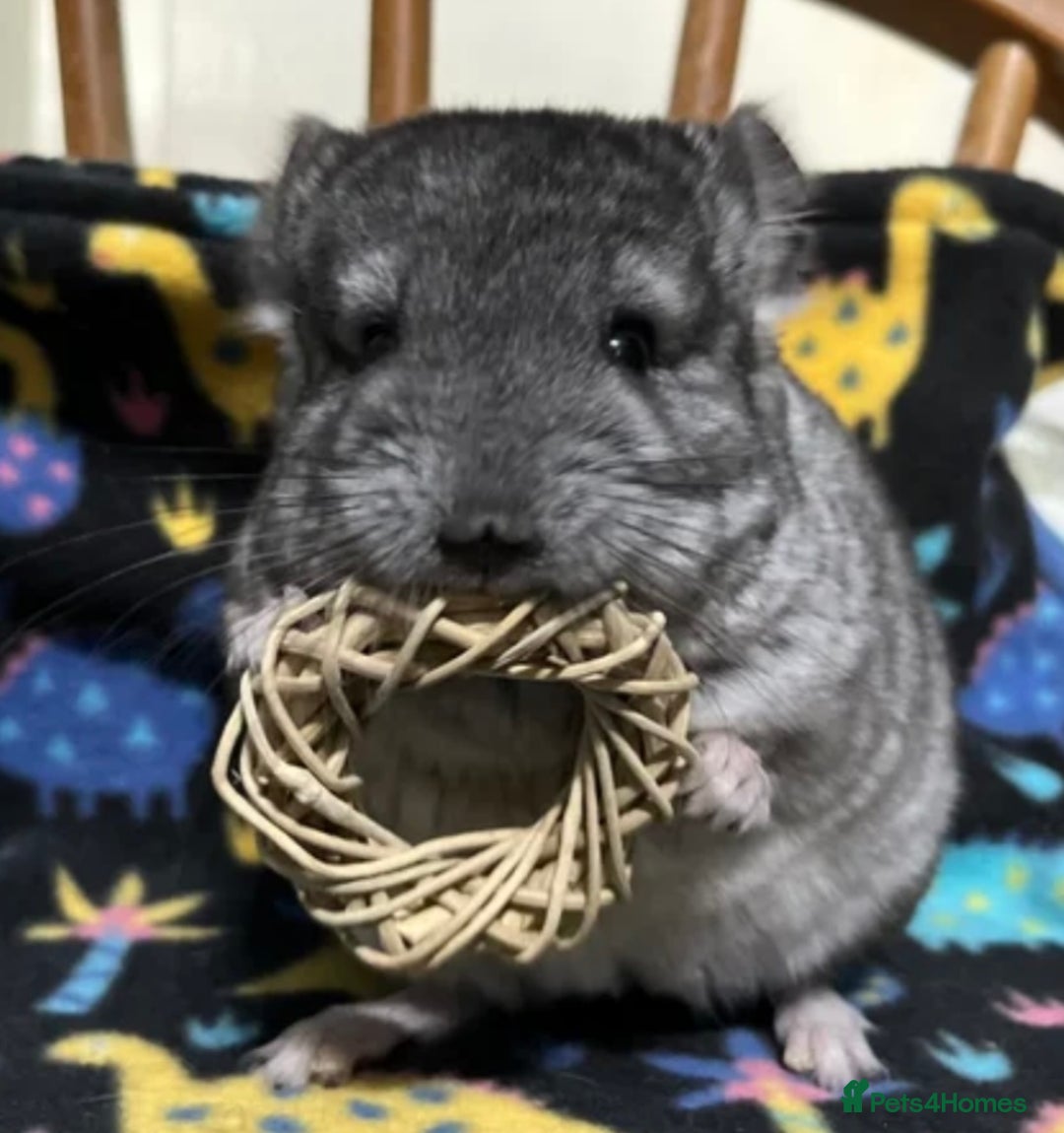 Chinchilla rodents for sale: One female standard grey DOB 2/04/2025 in Macclesfield - Image 2