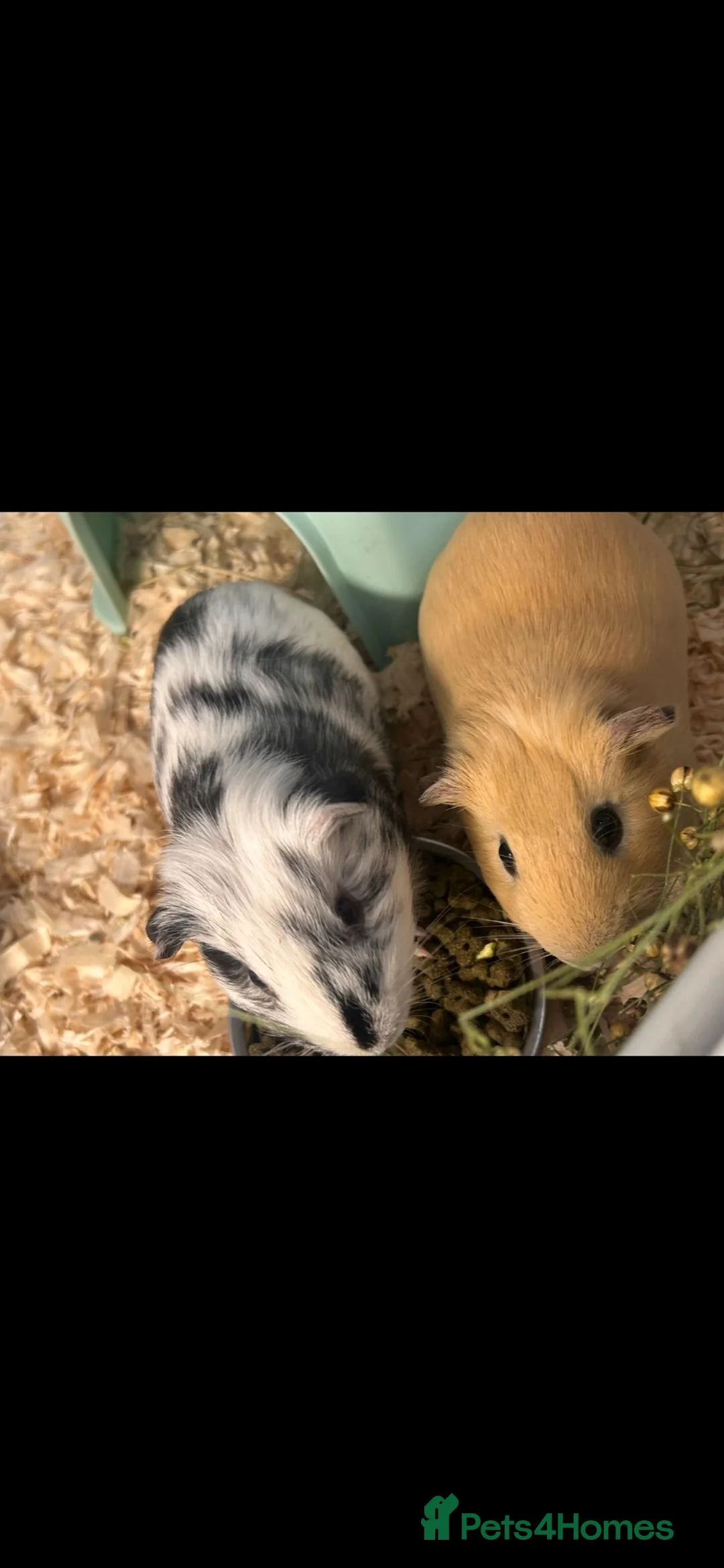 Guinea Pig rodents for sale: PIGGIES  in Ashton-under-Lyne - Advert 5