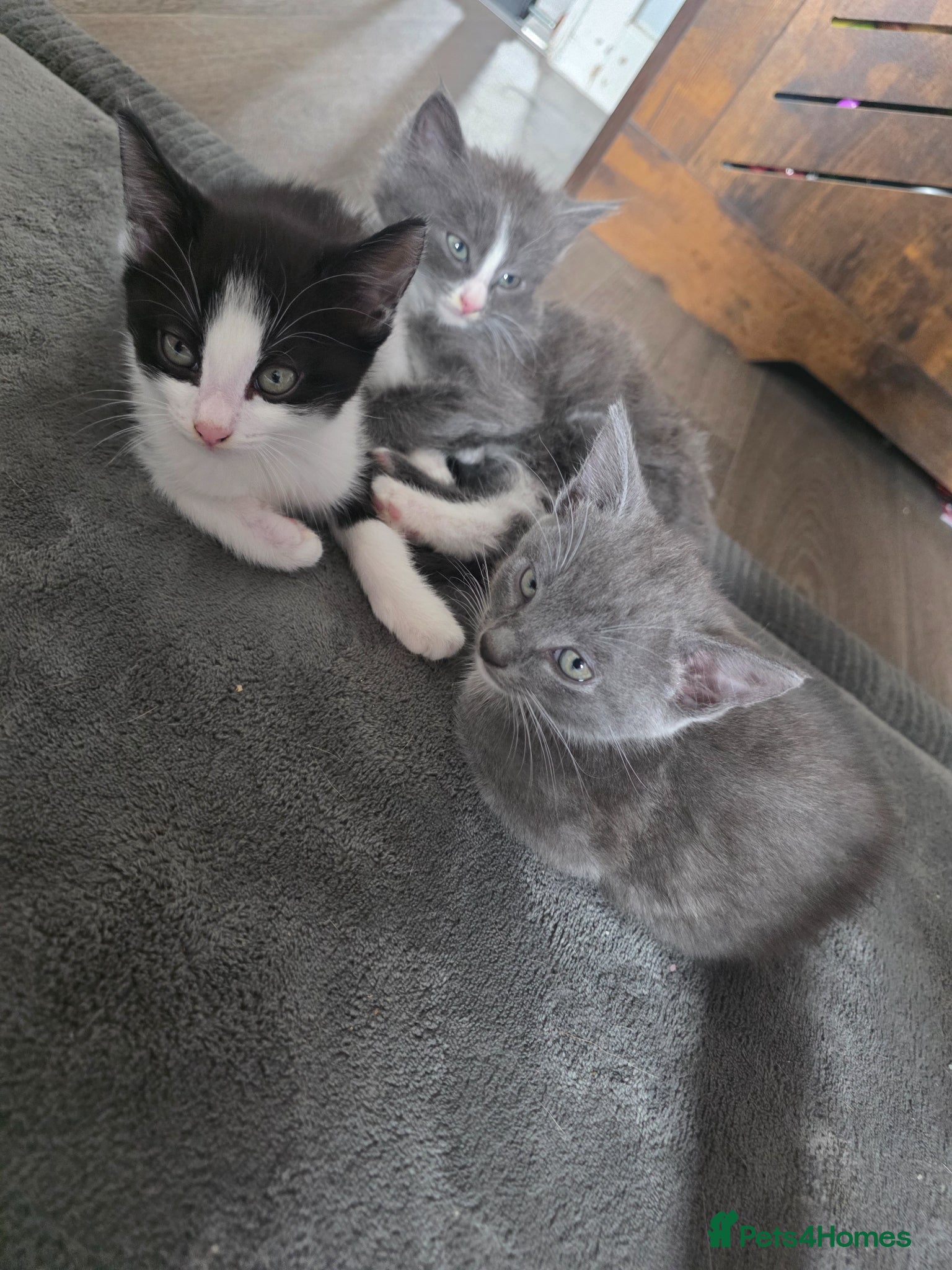 Mixed Breed cats Mixed kittens  - Advert 1