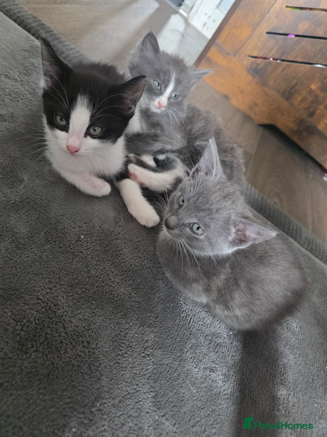 Mixed Breed cats for sale: Mixed kittens  - Advert 1