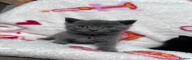 British Shorthair 2