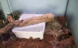 Frog reptiles for sale: 2 male oriental fire belly toads  - Image 7