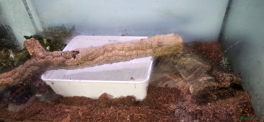 Frog reptiles for sale: 2 male oriental fire belly toads  - Image 7