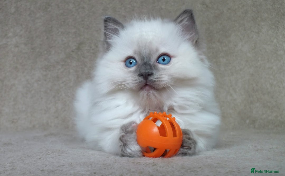 Ragdoll cats for sale: GCCF PET/ACTIVE KITTENS CHAMPION IMP BLOODLINES - Image 16