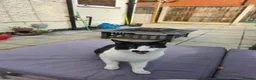 Mixed Breed cats for sale: Black and white cat 17 months in Leicester - Advert 1