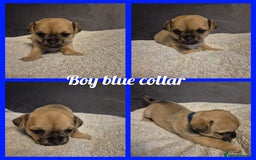 Chug dogs for sale: Chug puppies  - Image 1