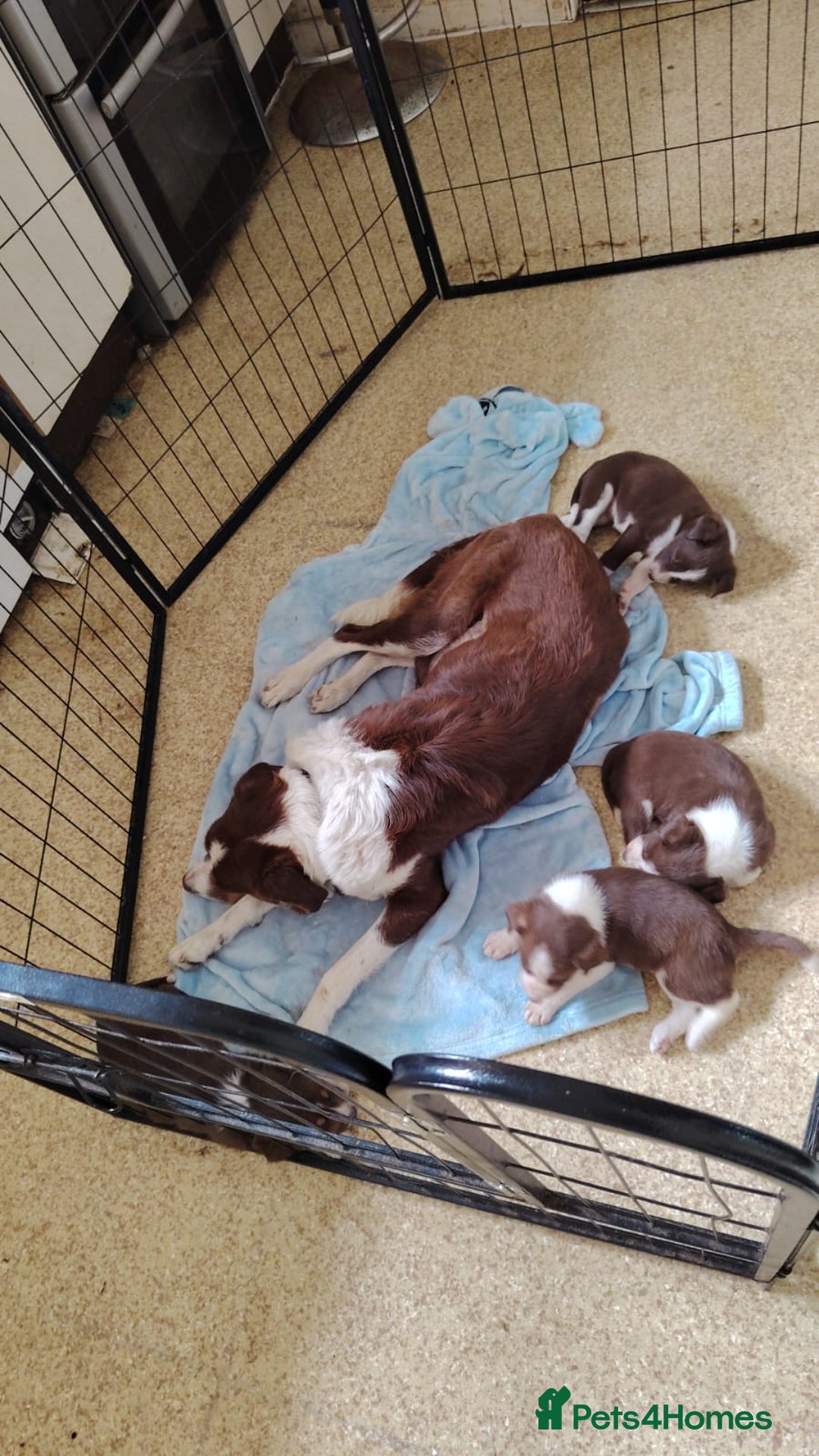 Welsh Collie dogs for sale: Tri colour Welsh collies  - Image 12