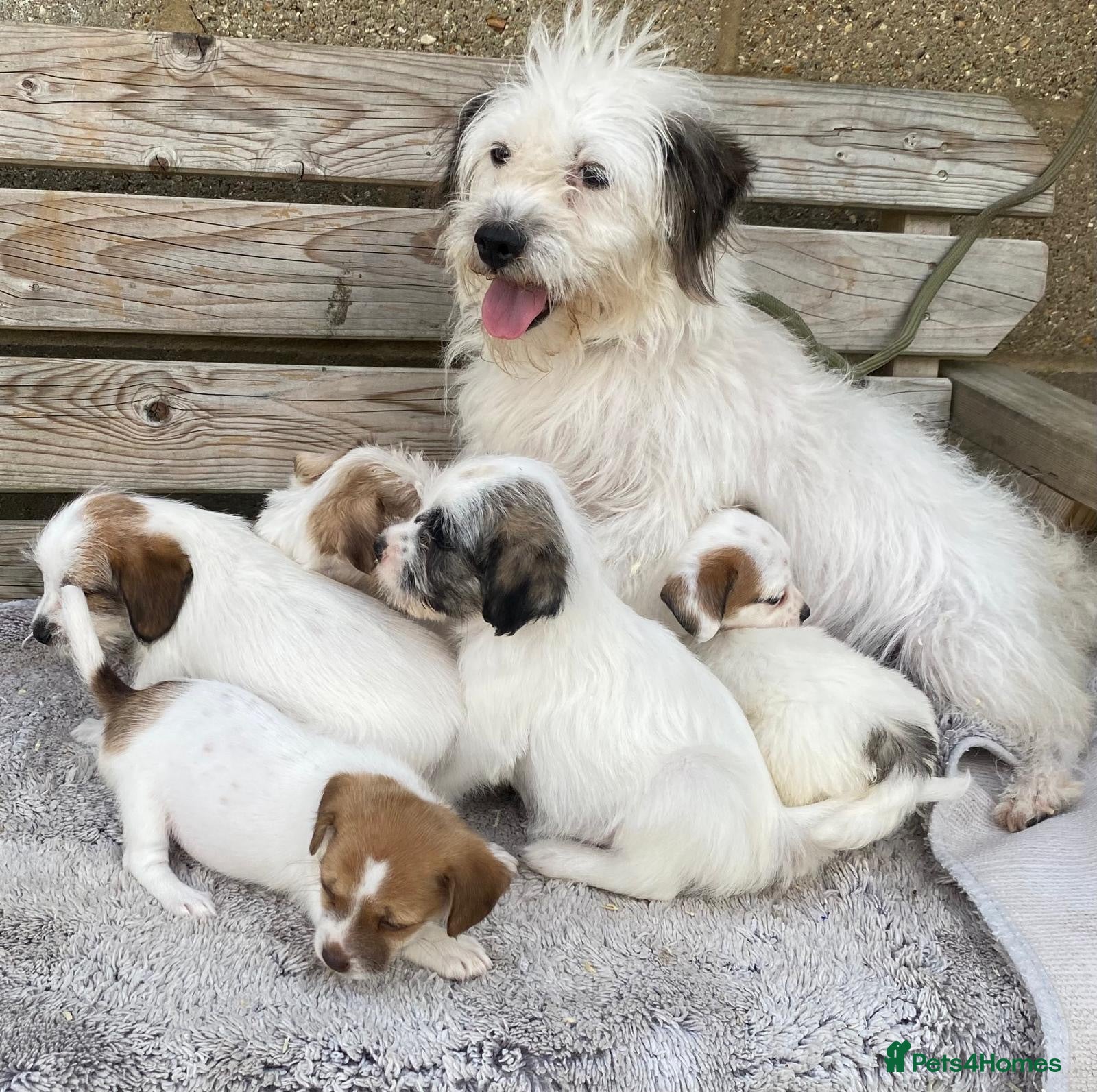 Jack Russell dogs Jack Russell puppies for sale - Advert 2