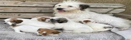 Jack Russell dogs for sale: Jack Russell puppies for sale - Advert 2
