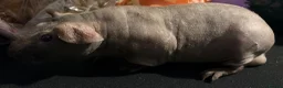 Guinea Pig rodents for sale: Male skinny pig for sale in Cwmbran - Advert 1