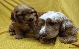 Cocker Spaniel dogs for sale: 🩵Beautiful Male Show Type Cocker Spaniel 🩵 - Image 4