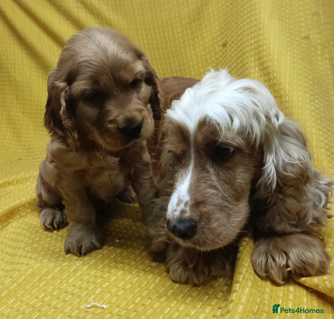 Cocker Spaniel dogs for sale: 🩵Beautiful Male Show Type Cocker Spaniel 🩵 - Image 4