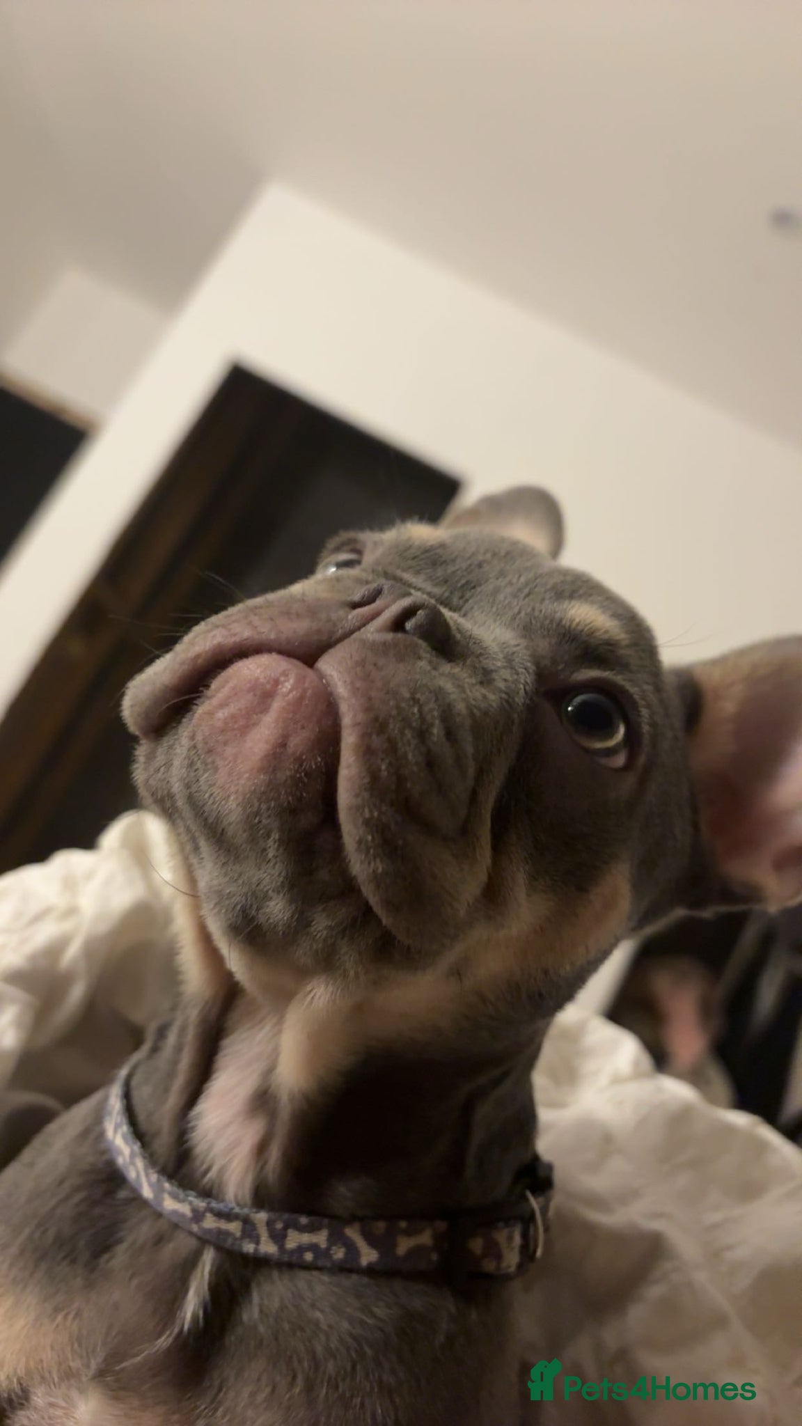 French Bulldog dogs Frenchie up for stud - Advert 3