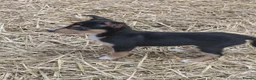 Australian Kelpie dogs for sale: Farm bred 5 boys 3 girls kelpie puppies - Advert 6