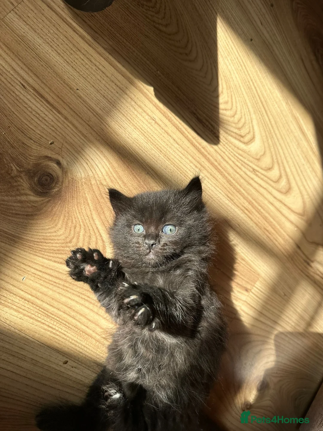 Russian Blue cats for sale: Russian Blue x British Shorthair kittens - Advert 8