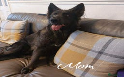 German Shepherd dogs for sale: German Shepherd Puppies  - Image 6