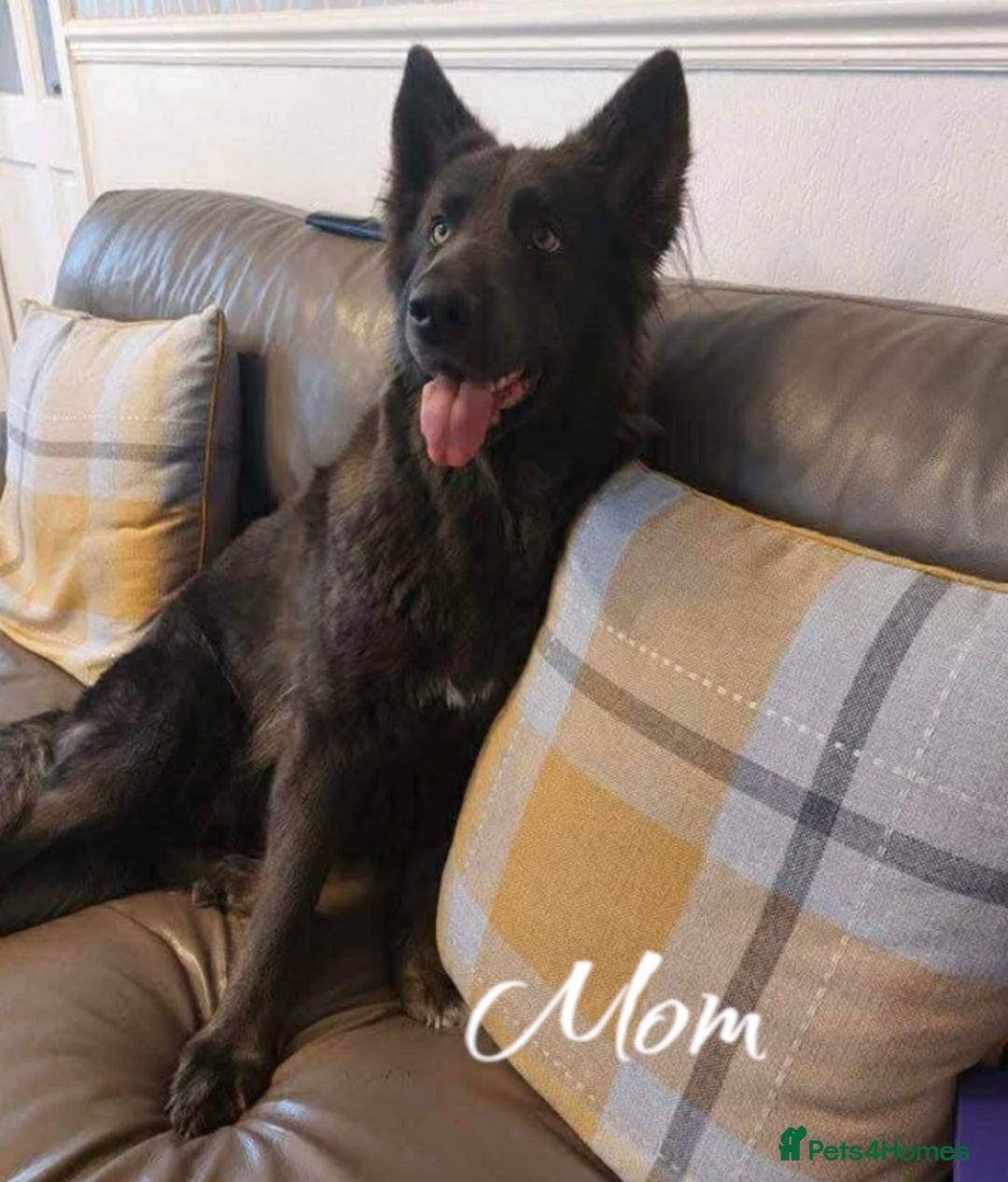 German Shepherd dogs for sale: German Shepherd Puppies  - Image 6