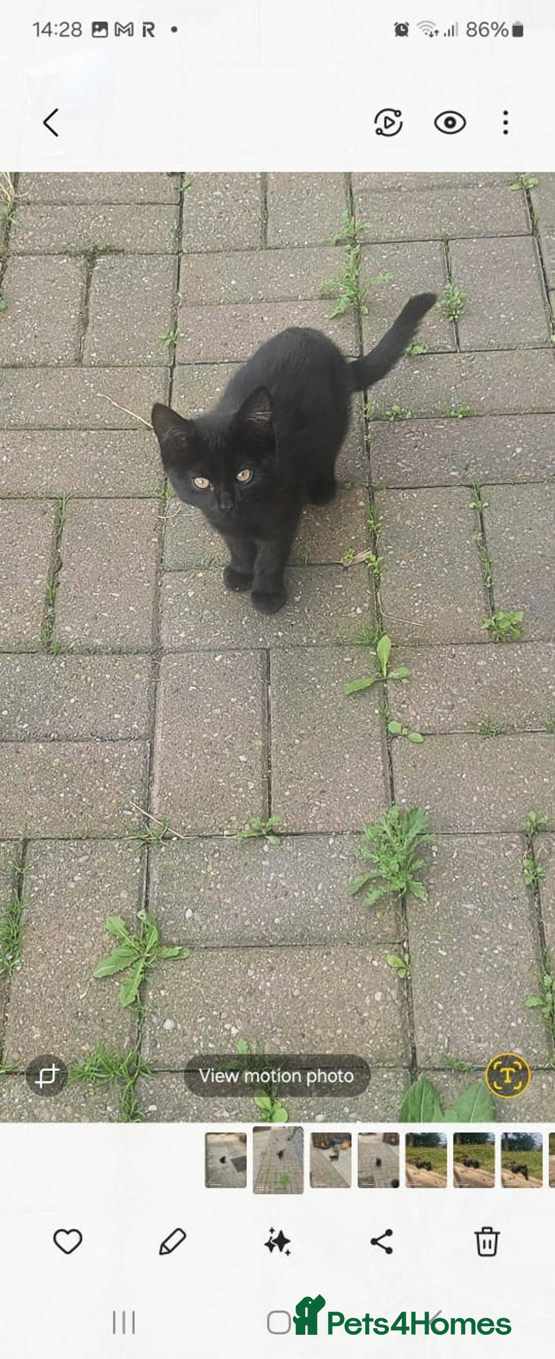 Mixed Breed cats for sale: Beautiful kittens  - Image 3