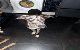 Greyhound dogs for sale: Stunning greyhound - Image 5