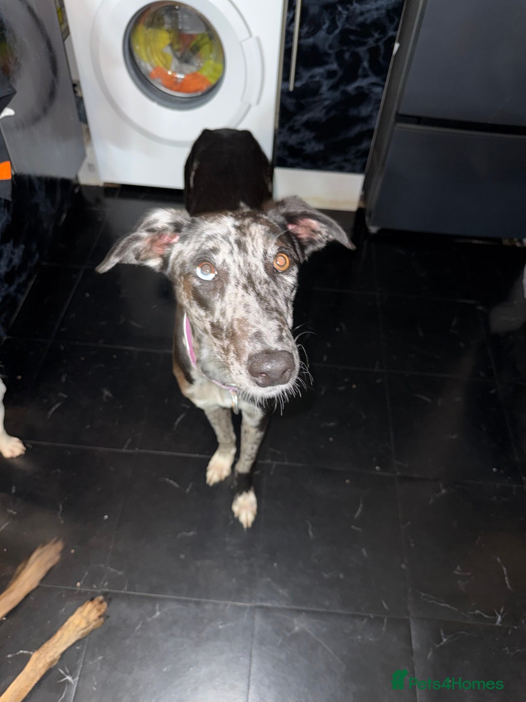 Greyhound dogs for sale: Stunning greyhound - Image 5