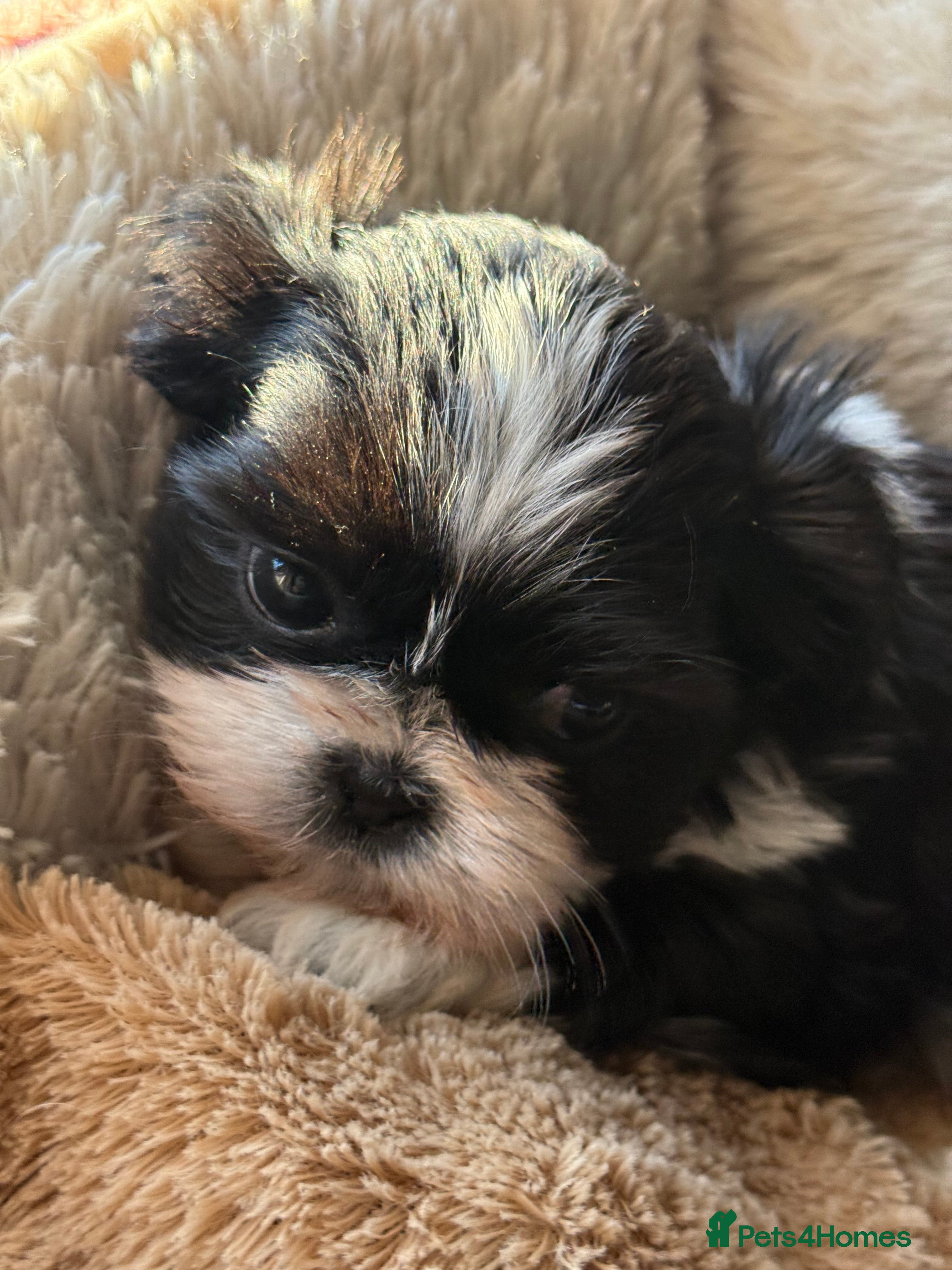 Shih Tzu dogs READY NOW …Special prices on pups POA  - Advert 2