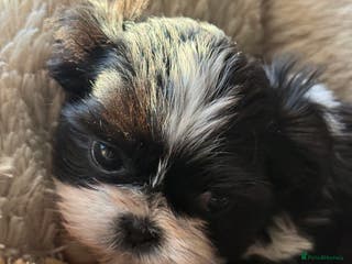 Shih Tzu dogs READY NOW …Special prices on pups POA - Advert 2