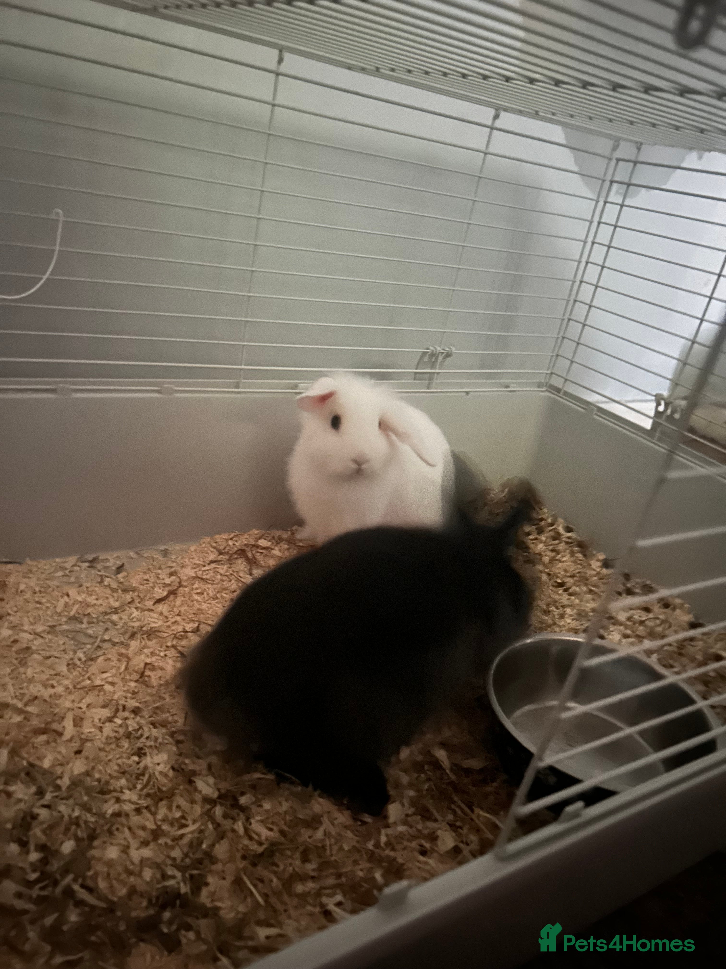 Mini Lop rabbits This is prince and midnight  - Advert 1