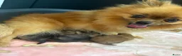 Pomeranian dogs for sale: Fluffy teddy bear Pomeranians 🏡❤️ - Advert 2