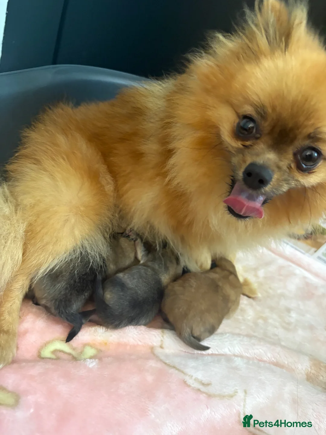 Pomeranian dogs for sale: Fluffy teddy bear Pomeranians 🏡❤️ - Advert 2