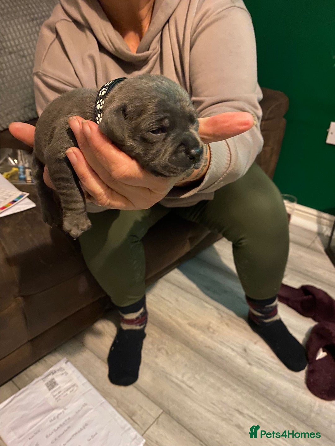 Staffordshire Bull Terrier dogs for sale: Blue pups  - Advert 8