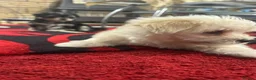 Morkie dogs for sale: 3 morkie puppies  - Advert 20